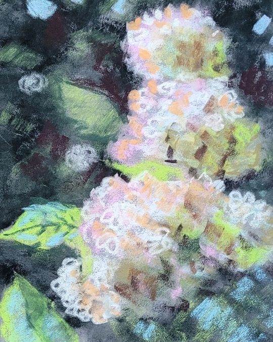 Hydrangeas 2